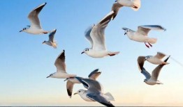 海鸥官方爆料视频下载免费,免费下载新视频，带你领略科技魅力