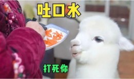 娱乐吃瓜外婆养大的羊羊视频,娱乐吃瓜界的暖心萌宠