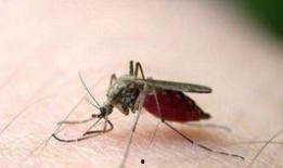 爆料大蚊子的视频大全播放,惊悚瞬间直击眼球