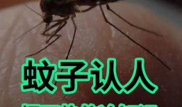 爆料大蚊子的视频大全播放,惊悚瞬间直击眼球