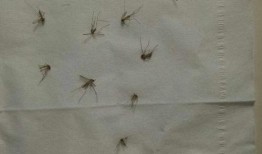 爆料大蚊子的视频大全播放,惊悚瞬间直击眼球