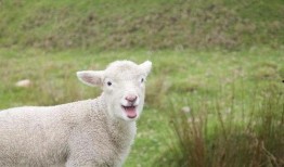 娱乐吃瓜外婆养大的羊羊视频,娱乐吃瓜界的暖心萌宠