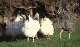 扒爷爆料散养鸡视频大全,散养鸡视频大全，带你领略生态养殖魅力