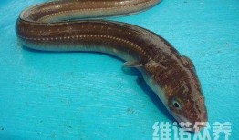 八爪鱼爆料配方大全视频,视频解析美食制作秘诀