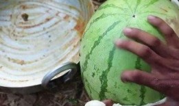 千万网红吃瓜最近视频,揭秘近期热门视频背后的故事