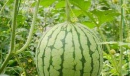 湖州网红吃瓜事件,揭秘网络舆论的风暴与真相