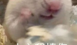 缅甸反诈网红爆料视频完整版