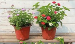 射阳火车站爆料视频最新,现场实况引人关注