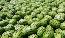 宁夏网红直播吃瓜,带你领略特色美食与网络魅力